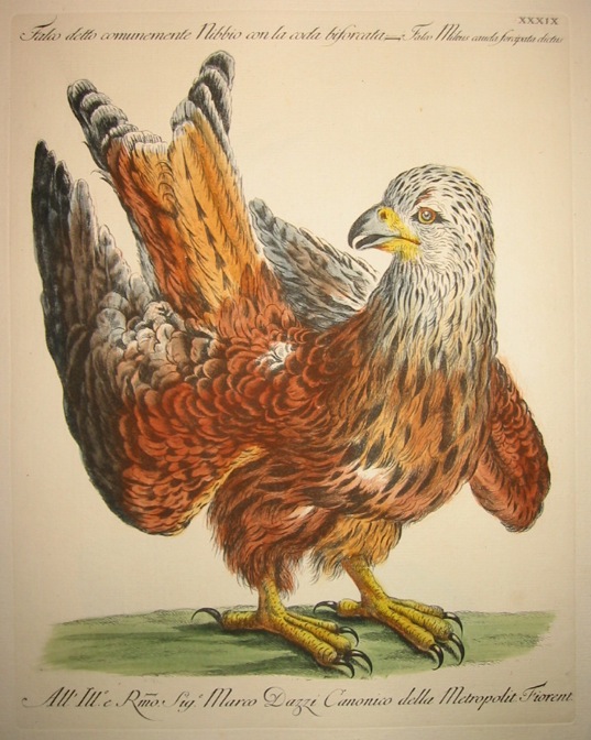 Manetti Saverio (1723-1785) Falco detto comunemente Nibbio con la coda biforcata 1777 Firenze 
